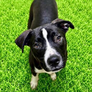 Storm -  Pit Bull Terrier Dog for Adoption in Battle Creek, Michigan - Storm | PetCurious