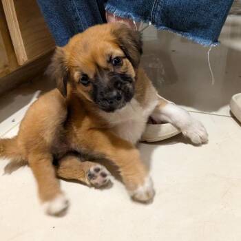 Penny -  Shepherd and Mixed Breed Dog for Adoption in Fort Collins, Colorado - Penny | PetCurious