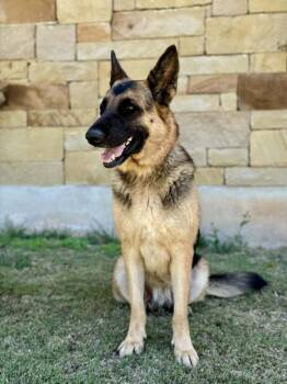 German Shepherd Dog Dogs Available for Adoption in Helotes, Texas - Doja | PetCurious