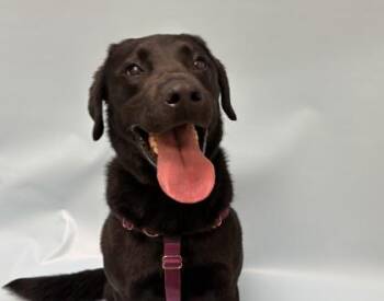 Kano -  Labrador Retriever and Mixed Breed Dog for Adoption in Woodbury, Minnesota - Kano | PetCurious