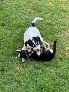 Travis -  Terrier and Parson Russell Terrier Dog for Adoption in New Bedford, Massachusetts - Travis | PetCurious