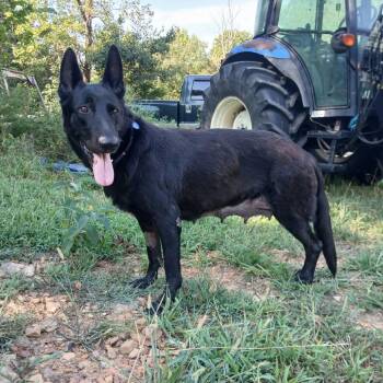 Beauty -  German Shepherd Dog and Mixed Breed Dog for Adoption in Fayetteville, Arkansas - Beauty | PetCurious