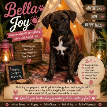 Bella Joy -  Labrador Retriever and Black Mouth Cur Dog for Adoption in Farmington, Missouri - Bella Joy | PetCurious