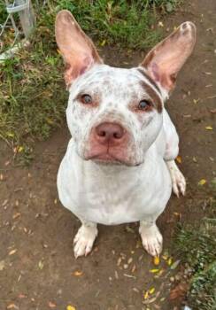 Indie -  Pit Bull Terrier Dog for Adoption in Anderson, Indiana - Indie | PetCurious