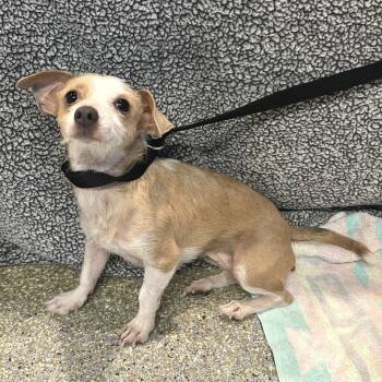 IVHS-Stray-142805 -  Terrier Dog for Adoption in San Gabriel, California - IVHS-Stray-142805 | PetCurious