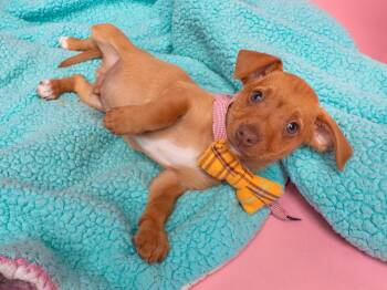 Dachshund and Jack Russell Terrier Dogs Available for Adoption in Palo Alto, California - Candy: Root Beer Barrel | PetCurious