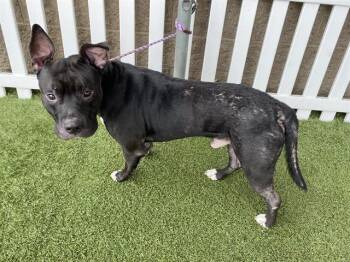 American Staffordshire Terrier and Mixed Breed Dogs Available for Adoption in Modesto, California - A609974 | PetCurious