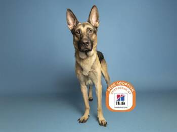 ELLIOTT -  German Shepherd Dog Dog for Adoption in Phoenix, Arizona - ELLIOTT | PetCurious
