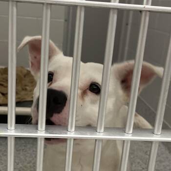 Winnie the Pooch -  Terrier Dog for Adoption in Fort Wayne, Indiana - Winnie The Pooch | PetCurious