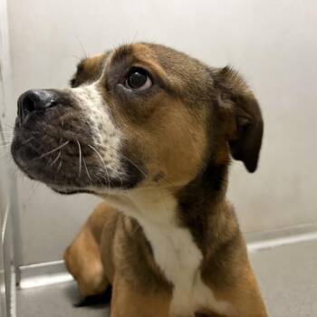 Bella -  Boxer Dog for Adoption in Des Moines, Iowa - Bella | PetCurious