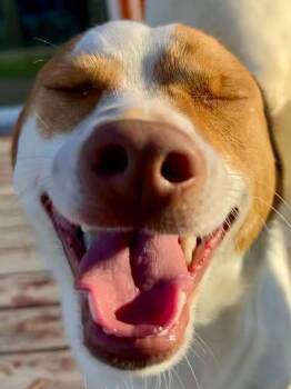 Rescue Chihuahua Dogs for Adoption in Pumpkin Center, California - Beatle Bailey | PetCurious