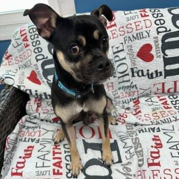 Riggins -  Pug and Mixed Breed Dog for Adoption in Sunderland, Maryland - Riggins | PetCurious