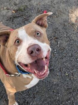 Bowser -  Mixed Breed Dog for Adoption in Fairfax, Virginia - Bowser | PetCurious