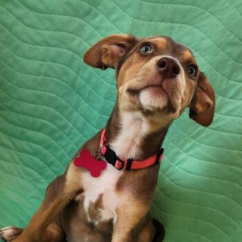 ROOK -  Shepherd and Hound Dog for Adoption in San Angelo, Texas - ROOK | PetCurious