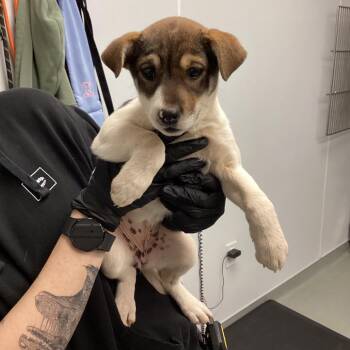 Mixed Breed Dogs Available for Adoption - Salsa | PetCurious