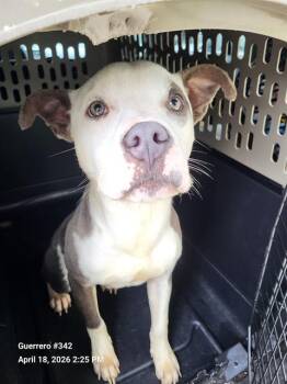 American Staffordshire Terrier Dogs Available for Adoption in San Antonio, Texas - GHOST | PetCurious