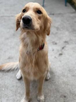 Oliver "Ducky" McDreamy -  Golden Retriever Dog for Adoption in Friendswood, Texas - Oliver "Ducky" McDreamy | PetCurious
