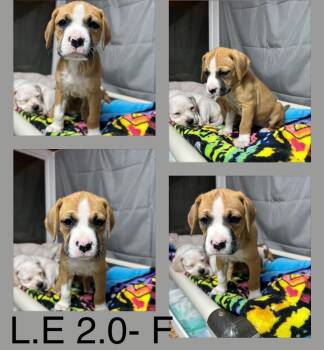 Boxer Dogs Available for Adoption - L.E 2.0 | PetCurious