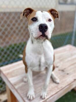 Pit Bull Terrier Dogs Available for Adoption in Fruit Heights, Utah - Shirayuki | PetCurious