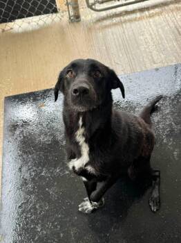 Bosco -  Labrador Retriever Dog for Adoption in Rowlett, Texas - Bosco | PetCurious