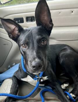 Rescue Black Labrador Retriever and Fox Terrier Dogs for Adoption in Okolona, Mississippi - Bo | PetCurious