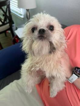 Shih Tzu Dogs Available for Adoption in Williamsburg, Virginia - Gidget | PetCurious