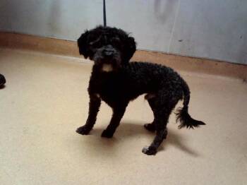 PIERRE -  Poodle Dog for Adoption in Martinez, California - PIERRE | PetCurious