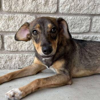 Rescue Dachshund and Terrier Dogs for Adoption in Warren, Rhode Island - Aster | PetCurious