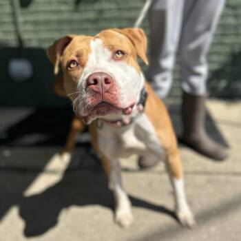 Pit Bull Terrier Dogs Available for Adoption in Newark, New Jersey - Xena | PetCurious