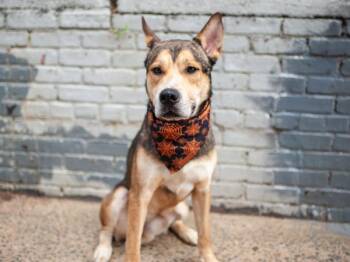Juan Pawblo -  Mixed Breed Dog for Adoption in New York, New York - Juan Pawblo | PetCurious