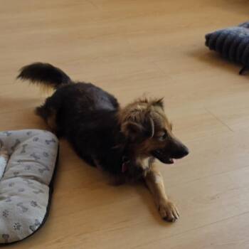 Terrier Dogs Available for Adoption in Toronto, Ontario - Carlos | PetCurious