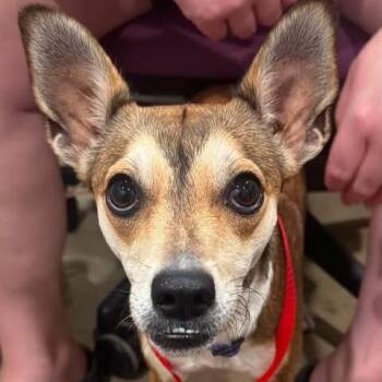 Nellie -  Chihuahua and Mixed Breed Dog for Adoption in Riverside, Iowa - Nellie | PetCurious
