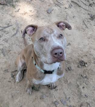 Moody -  Pit Bull Terrier Dog for Adoption in Reisterstown, Maryland - Moody | PetCurious