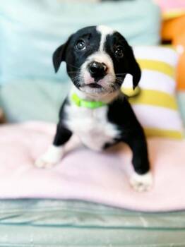 Pit Bull Terrier and Mixed Breed Dogs Available for Adoption in Effingham, Illinois - Anchovy | PetCurious
