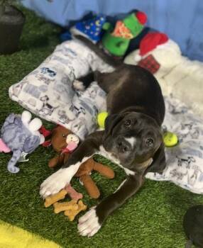 Bonnie -  Mixed Breed Dog for Adoption in New Orleans, Louisiana - Bonnie | PetCurious