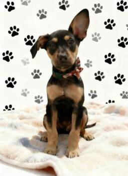 River -  Chihuahua Dog for Adoption in Tehachapi, California - River | PetCurious