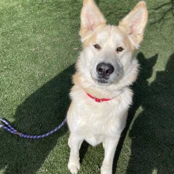 Mixed Breed Dogs Available for Adoption - Kylo | PetCurious