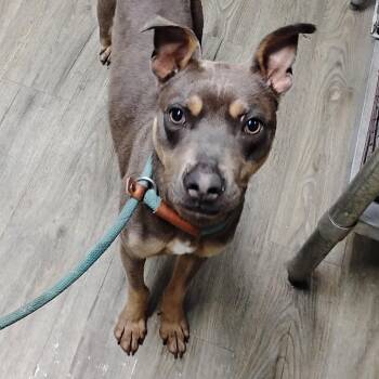 Mixed Breed Dogs Available for Adoption in Summerville, South Carolina - Lyls | PetCurious