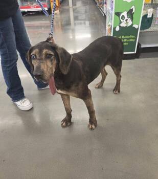 Star -  Catahoula Leopard Dog and Black And Tan Coonhound Dog for Adoption in Raymond, Mississippi - Star | PetCurious