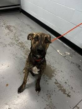 Tubular -  Pit Bull Terrier and Labrador Retriever Dog for Adoption in Sacramento, California - Tubular | PetCurious
