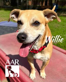 Chihuahua and Mixed Breed Dogs Available for Adoption in Magnolia, Texas - Willie | PetCurious