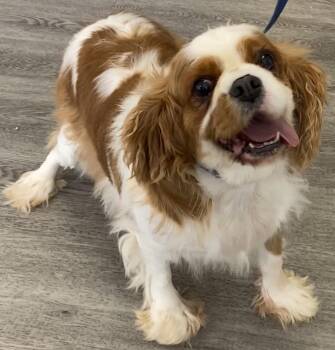 Penny -  Cavalier King Charles Spaniel Dog for Adoption in Westminster, Maryland - Penny | PetCurious