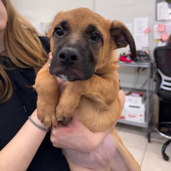Mixed Breed Dogs Available for Adoption in Montgomery, Alabama - Maverick | PetCurious