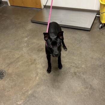 Jett -  Pit Bull Terrier Dog for Adoption in Ottawa, Kansas - Jett | PetCurious