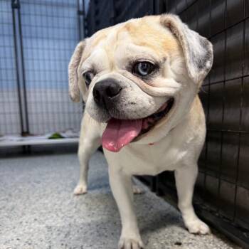 Sheldon -  Pug and Mixed Breed Dog for Adoption in Sunrise, Florida - Sheldon | PetCurious