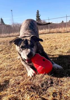 Rescue American Bully Dogs for Adoption in Greater Sudbury, Ontario - Berta | PetCurious