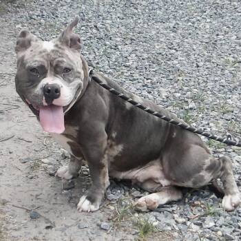 Bluey -  Pit Bull Terrier Dog for Adoption in Gloucester, Virginia - Bluey | PetCurious