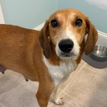 Sundae -  Coonhound Dog for Adoption in Wake Forest, North Carolina - Sundae | PetCurious