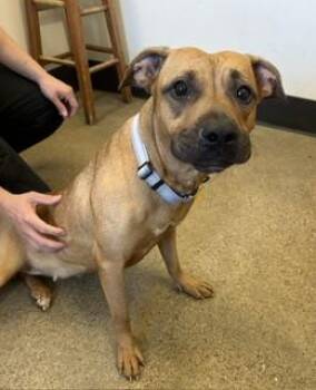 Sookie -  Pit Bull Terrier Dog for Adoption in Cleveland, Ohio - Sookie | PetCurious
