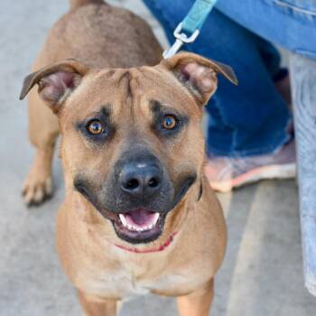 Rescue Shepherd and Mixed Breed Dogs for Adoption in Riverwoods, Illinois - Clifford | PetCurious